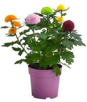 Chrysantheme 'Flowerpops'