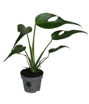 Fensterblatt - Monstera 'Burle Marx Flame'