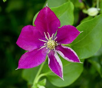 Waldrebe - Clematis 'Elpis'