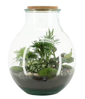 Flaschengarten DIY-Set Tropisches Paradies, 9-teilig, ca. Ø40/H29 cm