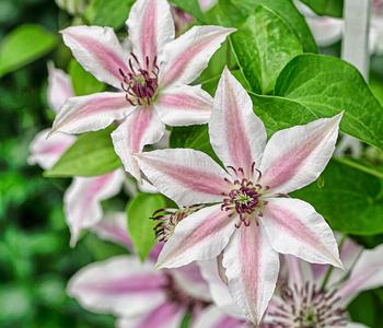 Guernsey Waldrebe - Clematis 'Ithemba'