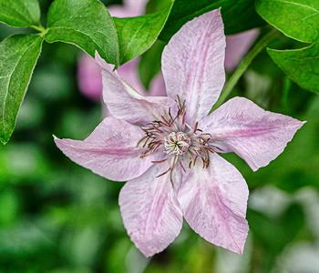 Guernsey Waldrebe - Clematis 'Bridgewater'