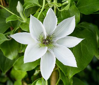 Waldrebe - Clematis 'Guernsey Flute'