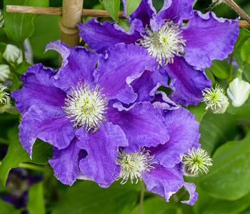 Waldrebe - Clematis 'Baroness Fookes'