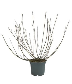 Silber-Kriechweide 'Nitida'