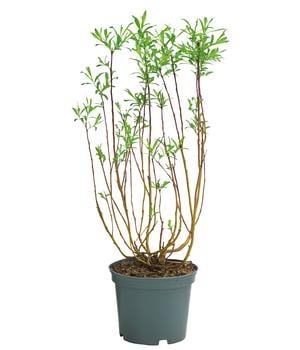 Drachenweide 'Sekka'