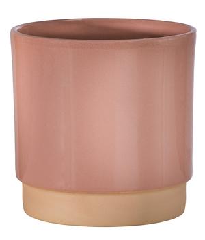Kaffeepflanze - Coffea arabica, 3er-Set | Dehner