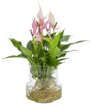 Waterplant Flamingoblume im Glas - Anthurium 'Lilli'