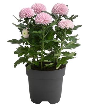 Chrysantheme 'Flowerpops', verschiedene Farben