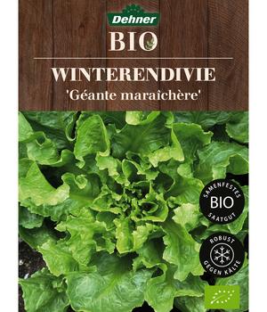 Dehner Bio-Saatgut Winterendivie 'Géante maraîchère'