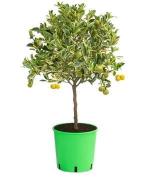 Calamondin-Orange 'Variegata', panaschiert