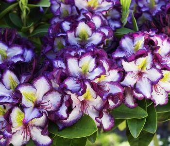 rhododendron wachstum Rhododendron 'Hydon Velvet' Weiß-Rosa kaufen main image 1