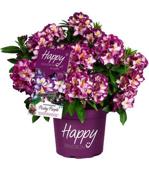 Rhododendron HAPPYdendron® Pushy Purple