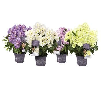 Rhododendron Inkarho® 'Dufthecke', verschiedene Sorten
