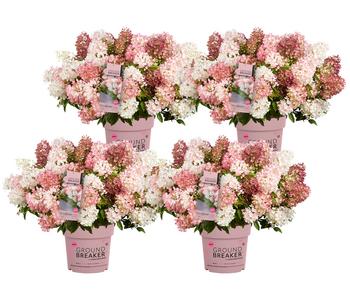Bodendecker-Rispen-Hortensie Groundbreaker® 'Blush' ™, 4er-Set