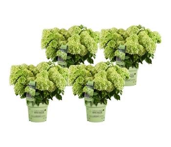 Bodendecker-Rispen-Hortensie Groundbreaker® 'Greeny' ™, 4er-Set