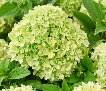 Bodendecker-Rispen-Hortensie Groundbreaker® 'Greeny' ™