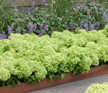 Bodendecker-Rispen-Hortensie Groundbreaker® 'Greeny' ™