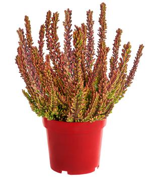 Knospenheide 'Zoe'