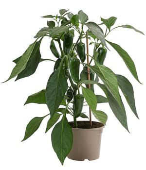 Pick-a-Pep® Chili 'Jalapeño'