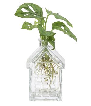 Waterplant Fensterblatt im Häuschen - Monstera adansonii