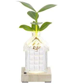 Waterplant Balsamapfel im Häuschen - Clusia major, mit LED