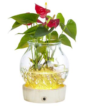 Waterplant Flamingoblume im Kugelglas - Anthurium 'Red Champion', mit LED