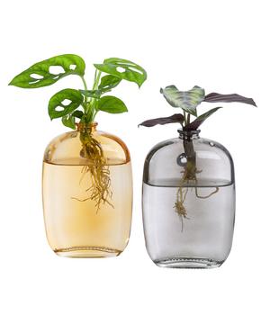 Waterplant-Set Wandhänger, 2-teilig