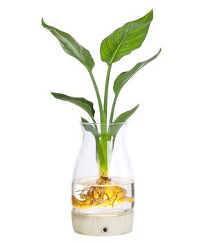 Waterplant Paradisvogelblume im Glas - Strelizia reginae, mit LED