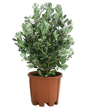 Eisenholzbaum