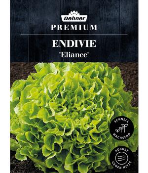 Dehner Premium Samen Endivie 'Eliance'
