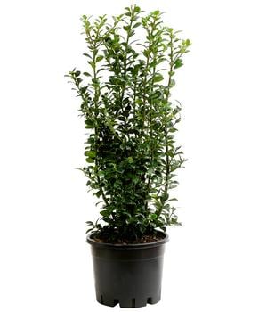 Stechpalme 'Heckenfee'