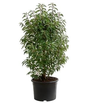 philodendron bipinnatifidum selloum hope Philodendron Selloum 'hope' -Philodendron bipinnatifidum