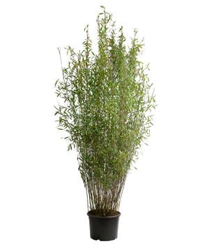 Drachenschuppenbambus 'Blue Lizard®'