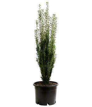 Japanischer Säulen-Berg-Ilex 'Fastigiata'