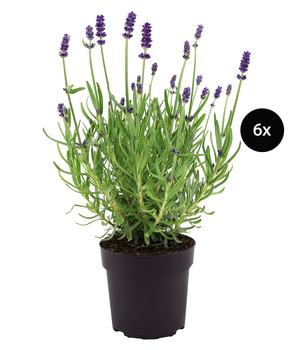 Duftlavendel, 6er-Set