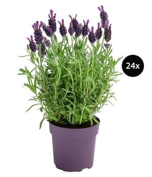 Schopflavendel, 24er-Set