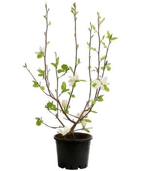 Duft-Magnolie 'Yellow Bird'