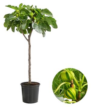 Feige 'Panaché'
