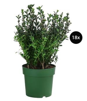 Japanische Stechpalme, 18er-Set