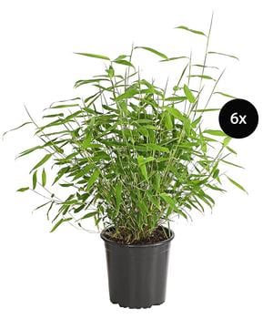 Schirmbambus 'Jumbo', 6er-Set