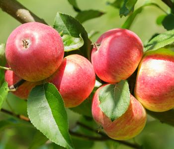 Bio Herbstapfel 'Alkmene'