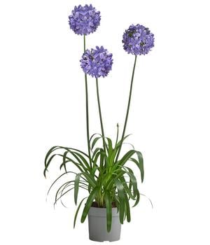 Schmucklilie 'Ever Sapphire', Landlust Kollektion