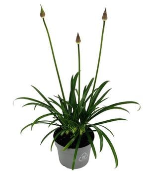 Schmucklilie 'Pixie Blue', Landlust Kollektion