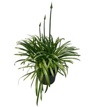 Schmucklilie 'Black Jack', Landlust Kollektion