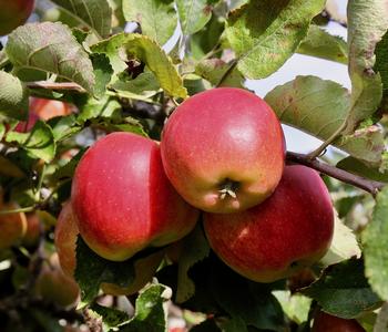 Bio Winterapfel 'Jonagold'