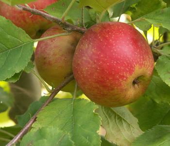 Bio Winterapfel 'Roter Boskoop'