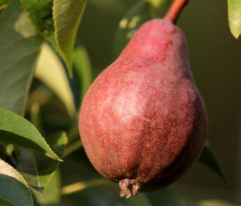 Bio Birne 'Rote Williams Christ', Landlust Kollektion