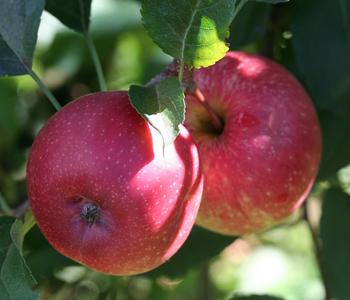 Bio Apfel 'Wellant'®, Landlust Kollektion