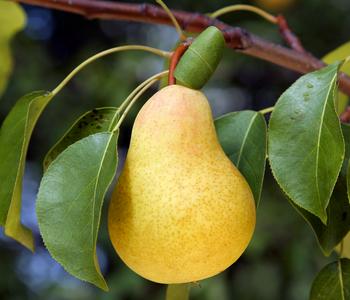 Bio Birne 'Williams Christ'